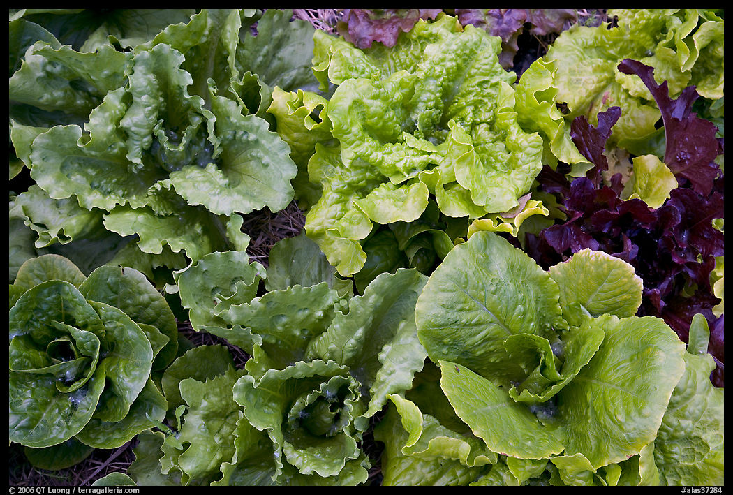 Close-up of lettuce grown in vegetable garden. McCarthy, USA