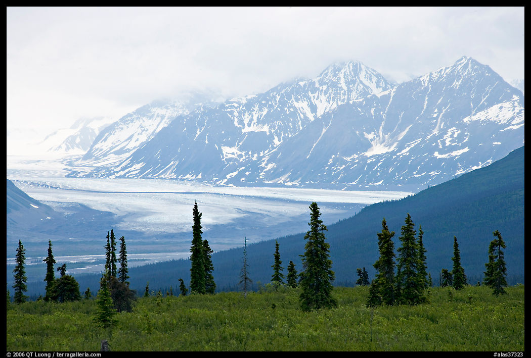 Spruce trees,  glacier and Chugatch mountains in background. Glenn Highway, Central Alaska, USA