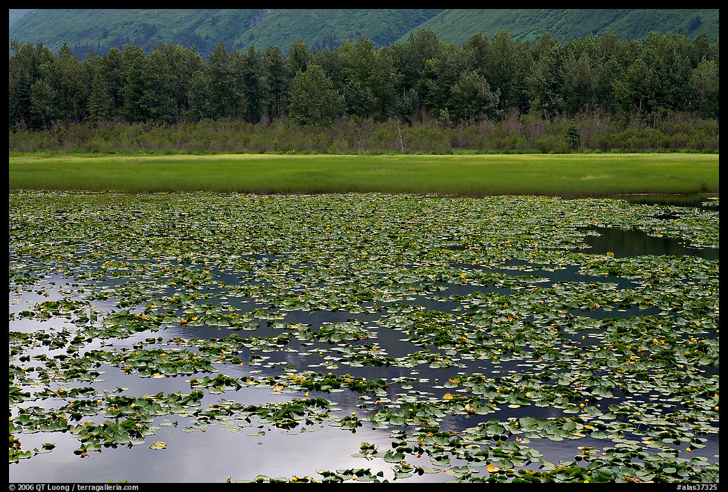 Lilly pond. Seward Highway, Kenai Peninsula, Alaska, USA