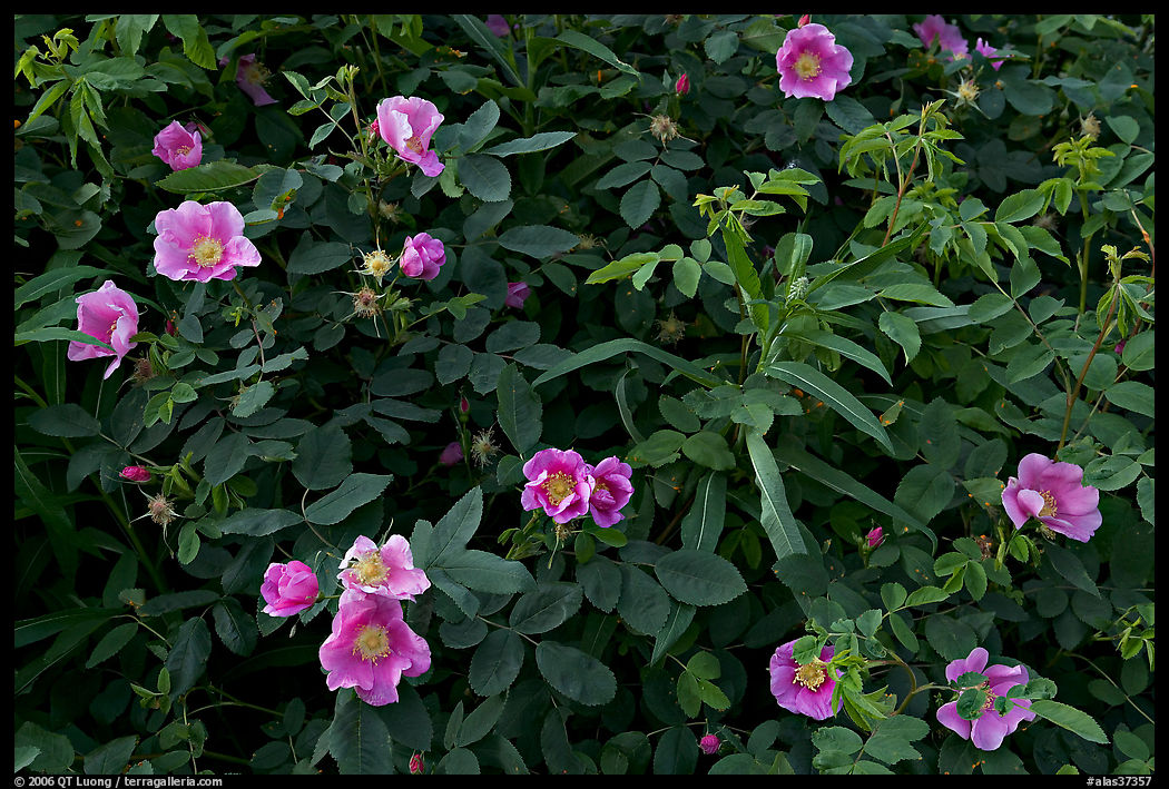 Wild Roses in bloom. Seward Highway, Kenai Peninsula, Alaska, USA