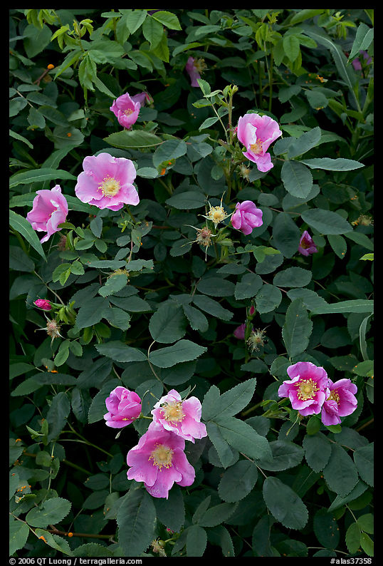 Wild Roses close-up. Seward Highway, Kenai Peninsula, Alaska, USA
