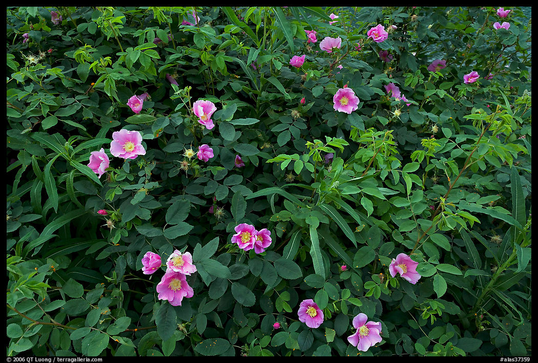 Wild Roses bush. Seward Highway, Kenai Peninsula, Alaska, USA
