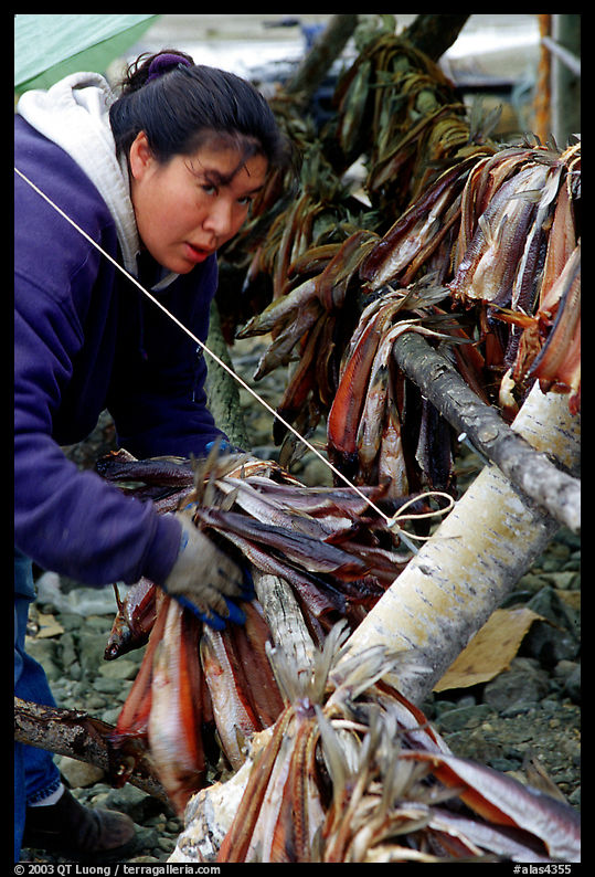 Inupiaq Eskimo woman hanging fish for drying, Ambler. North Western Alaska, USA