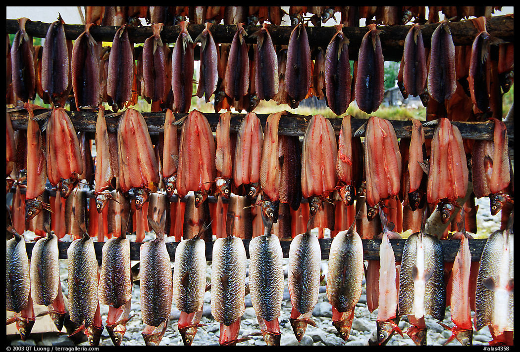 Whitefish being dried, Ambler. North Western Alaska, USA