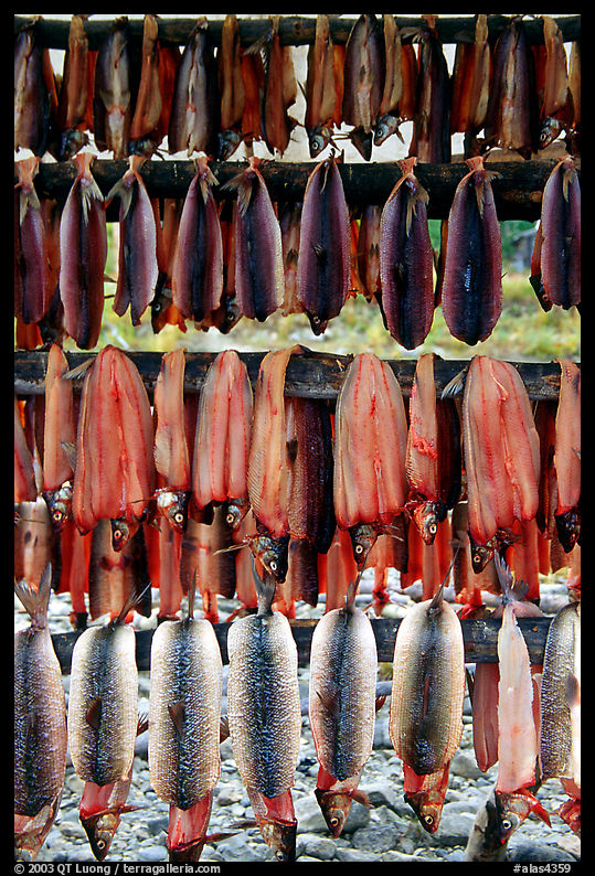 Drying whitefish, Ambler. North Western Alaska, USA