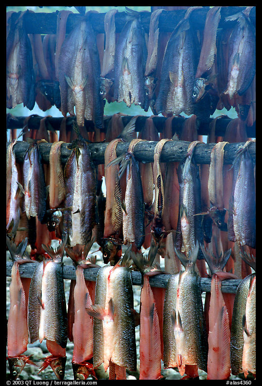 Drying whitefish and smoke, Ambler. North Western Alaska, USA