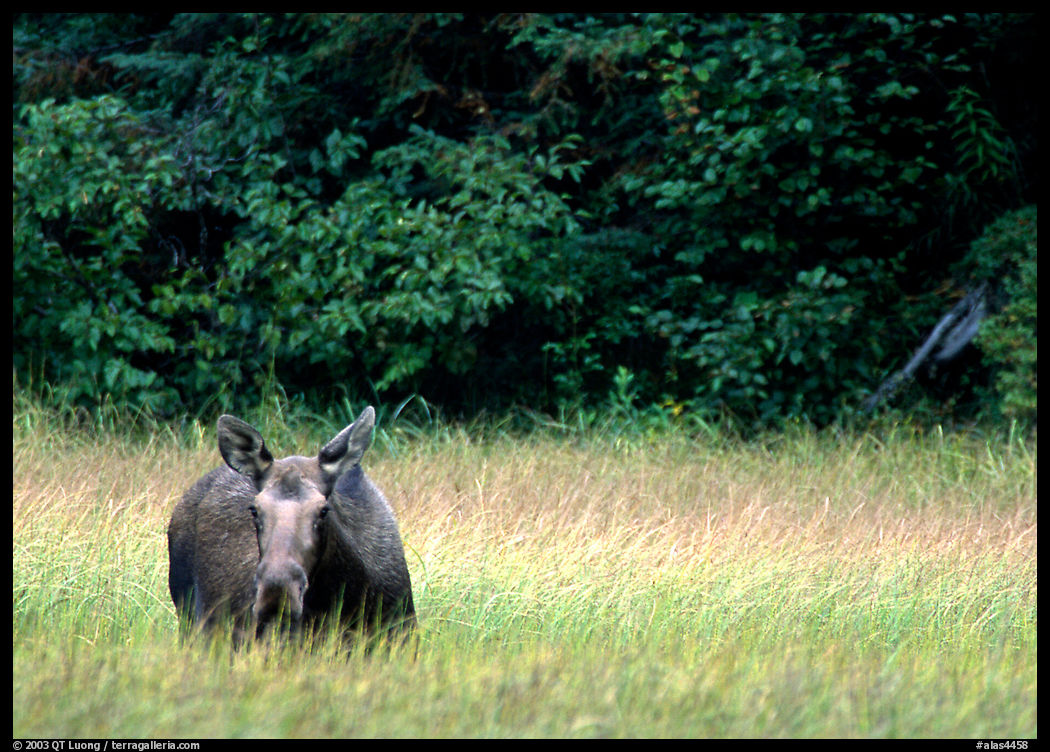 Cow Moose. Seward Highway, Kenai Peninsula, Alaska, USA