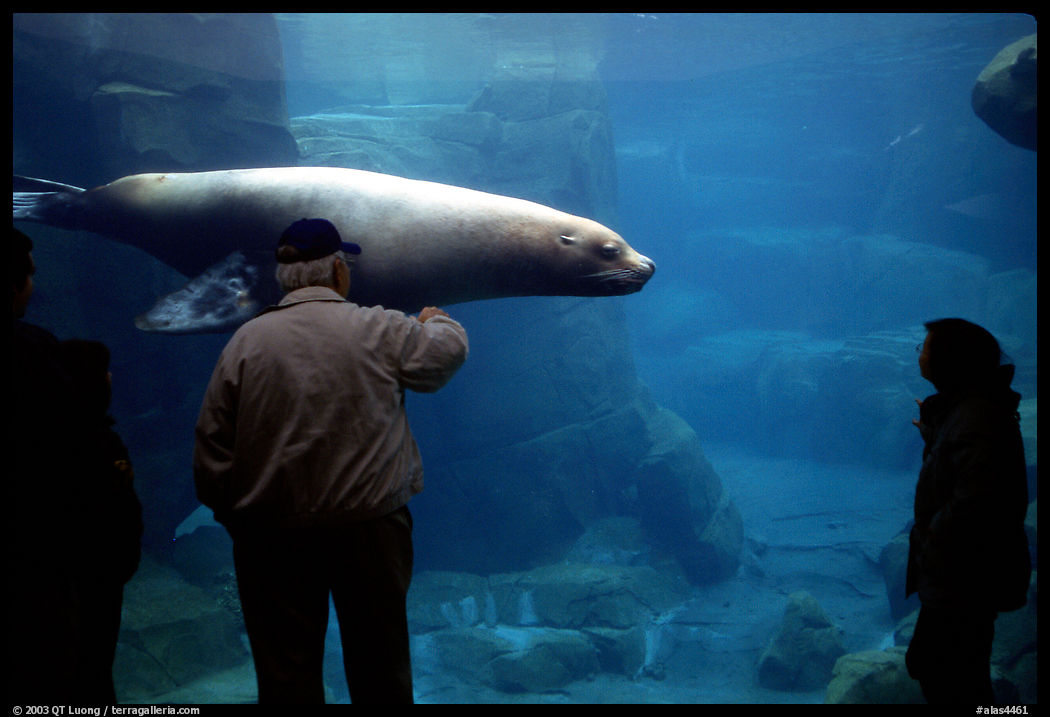 Visitors standing next to the northern sea lion aquarium, Alaska Sealife center. Seward, Kenai Peninsula, Alaska, USA