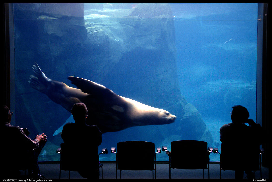 Visitors sitting next to the northern sea lion aquarium, Alaska Sealife center. Seward, Kenai Peninsula, Alaska, USA