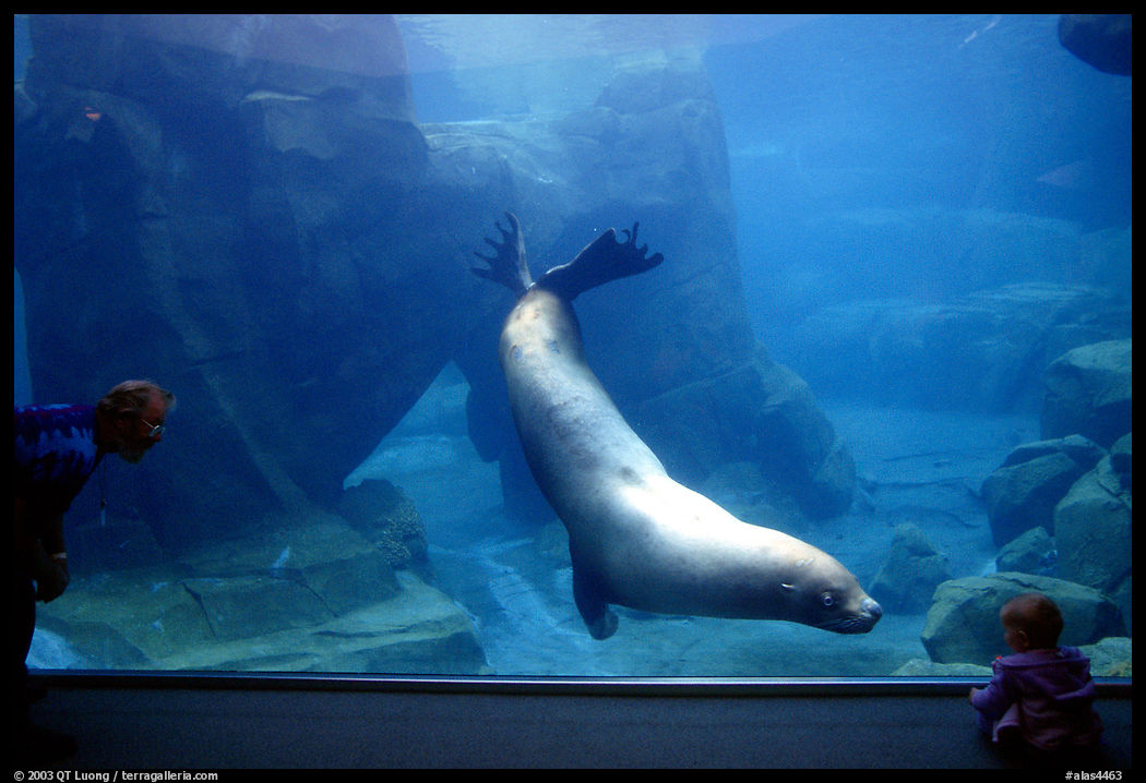 Baby interacting with the northern sea lion, Alaska Sealife center. Seward, Kenai Peninsula, Alaska, USA