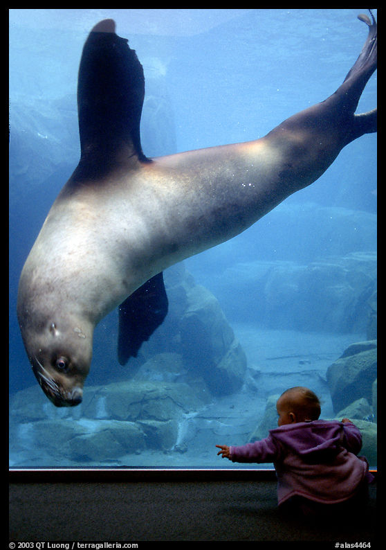 Northern Sea Lion checking out baby, Alaska Sealife center. Seward, Kenai Peninsula, Alaska, USA