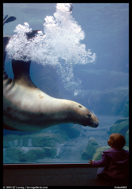 Northern Sea Lion in aquarium, watched by baby, Alaska Sealife center. Seward, Kenai Peninsula, Alaska, USA