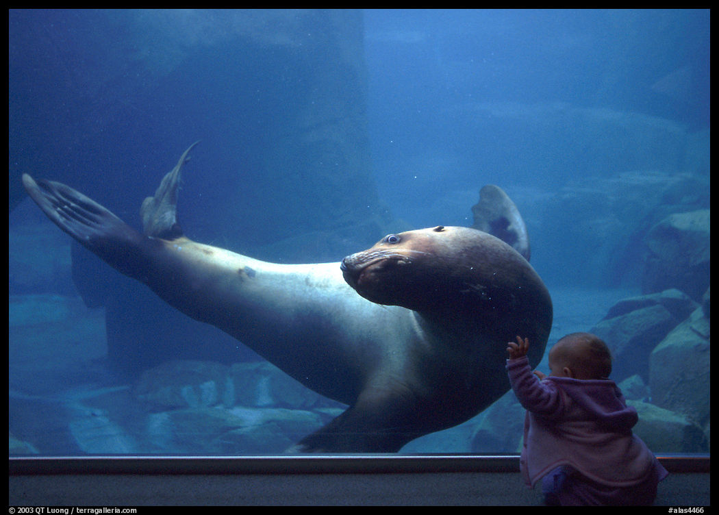 Northern Sea Lion interacting with baby, Alaska Sealife center. Seward, Kenai Peninsula, Alaska, USA