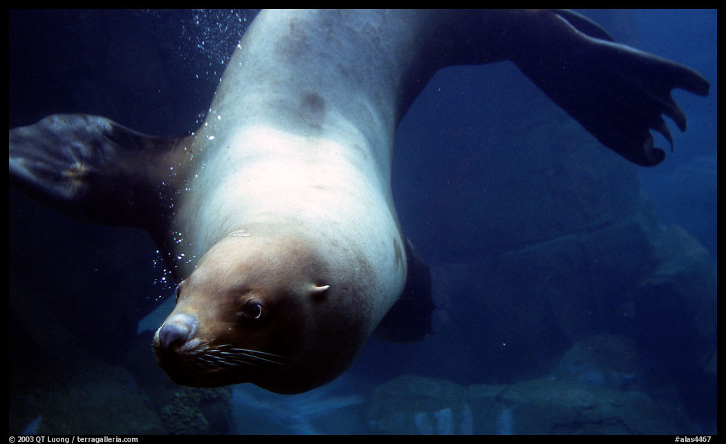 Northern Sea Lion, Alaska Sealife center. Seward, Kenai Peninsula, Alaska, USA
