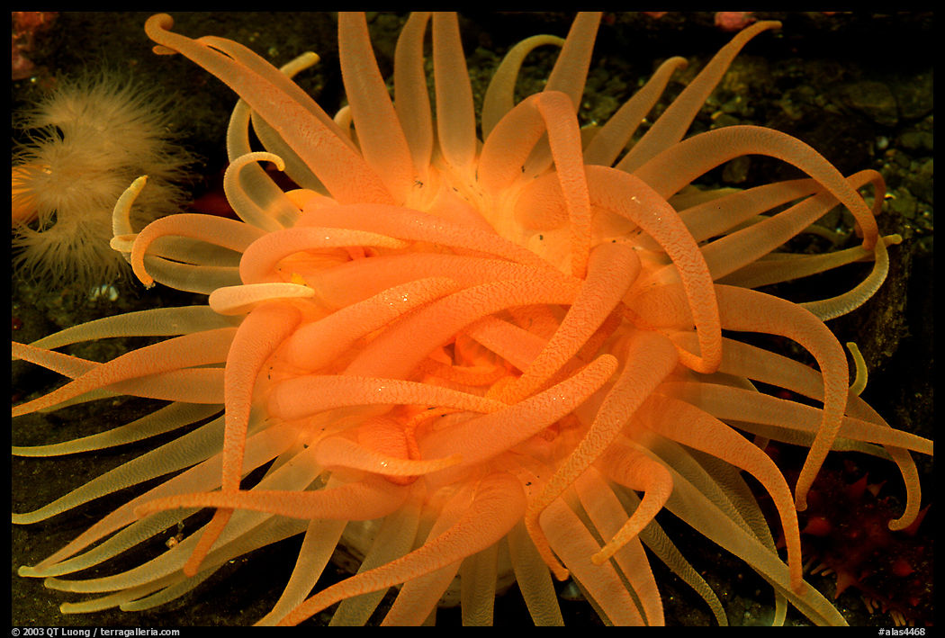 Orange Sea Anemone, Alaska Sealife center. Seward, Kenai Peninsula, Alaska, USA