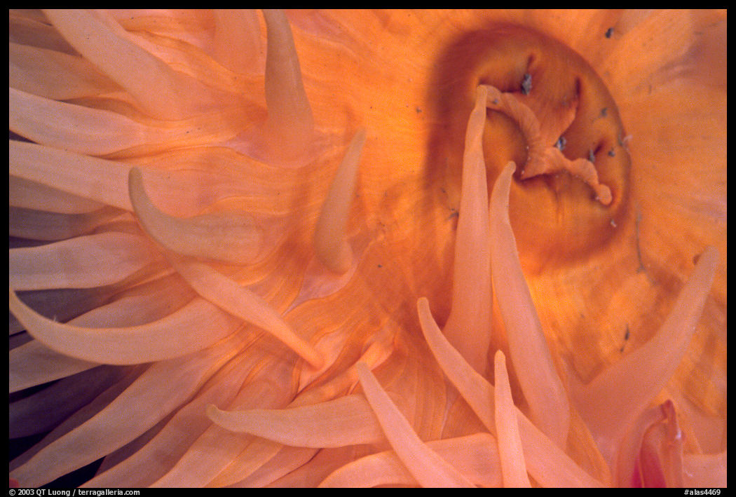 Sea Anemone detail, Alaska Sealife center. Seward, Kenai Peninsula, Alaska, USA