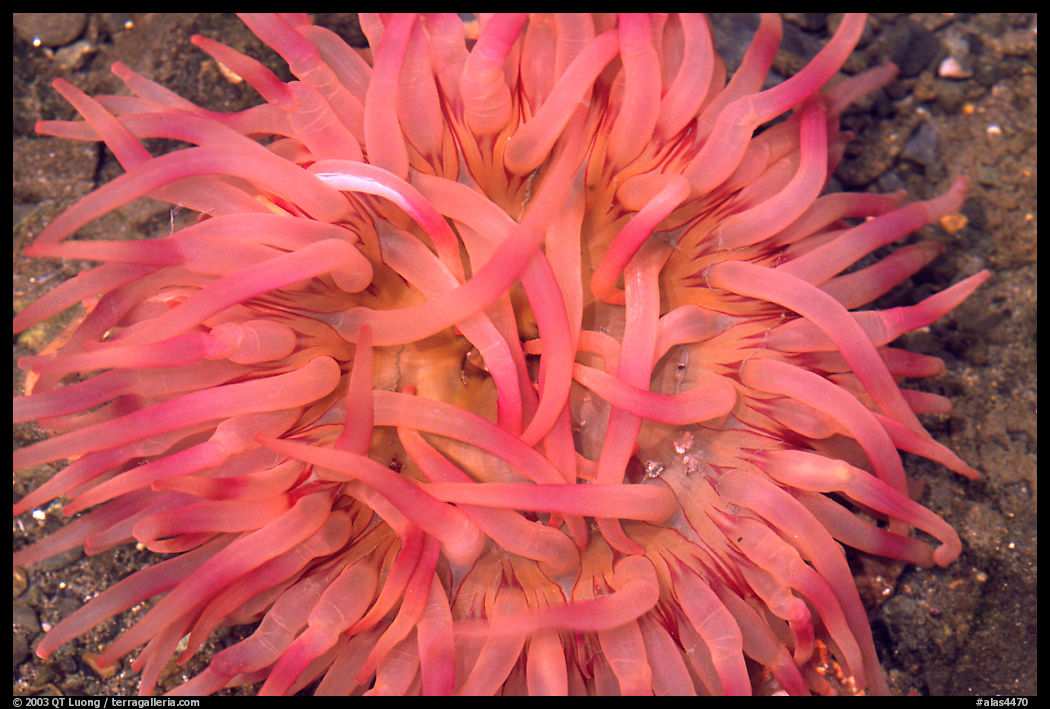 Pink  Sea Anemone, Alaska Sealife center. Seward, Kenai Peninsula, Alaska, USA