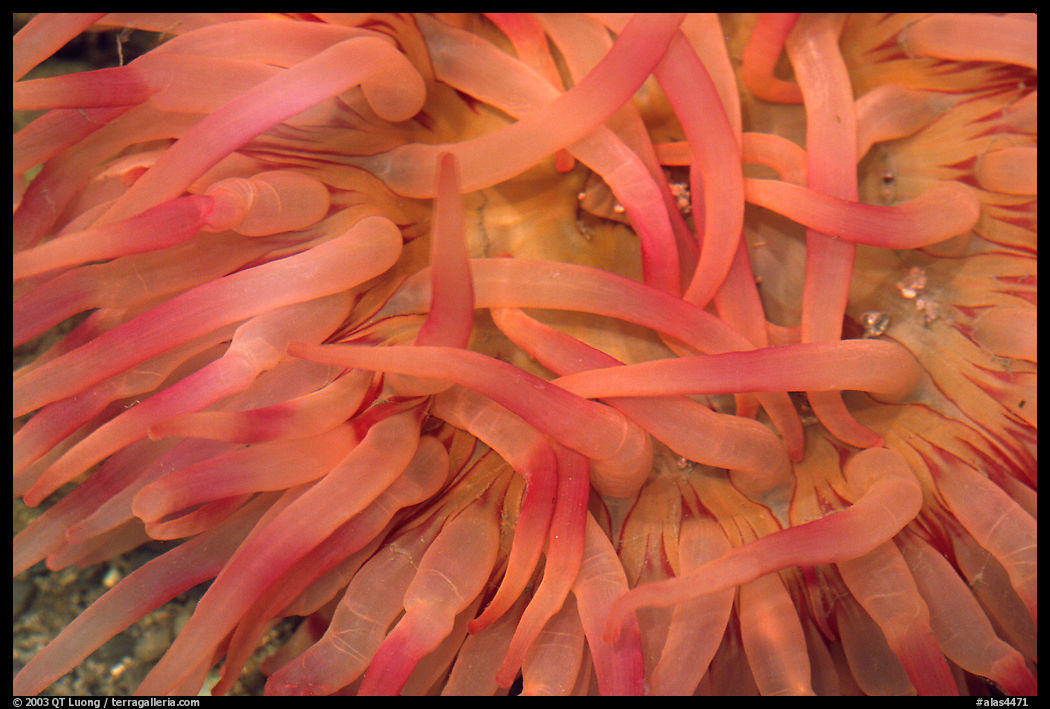 Sea Anemone detail, Alaska Sealife center. Seward, Kenai Peninsula, Alaska, USA