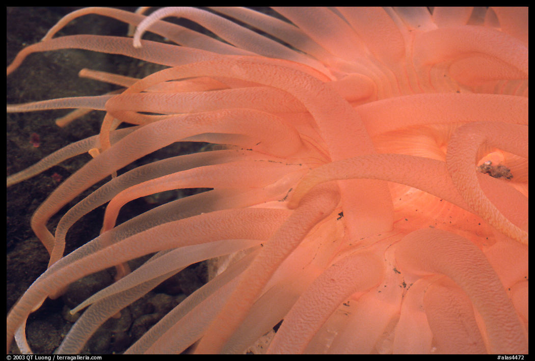 Sea Anemone detail, Alaska Sealife center. Seward, Kenai Peninsula, Alaska, USA