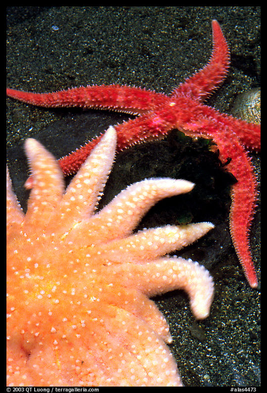 Sea Anemone and star fish, Alaska Sealife center. Seward, Kenai Peninsula, Alaska, USA