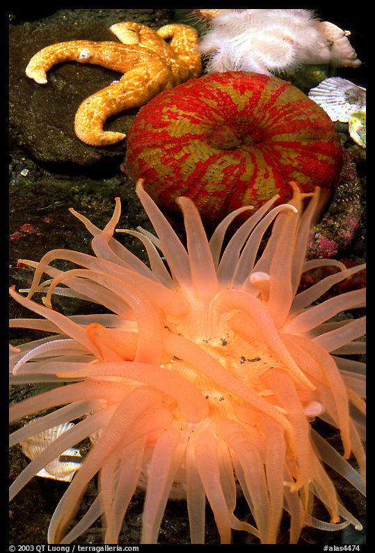 A variety of tide pool creatures, Alaska Sealife center. Seward, Kenai Peninsula, Alaska, USA