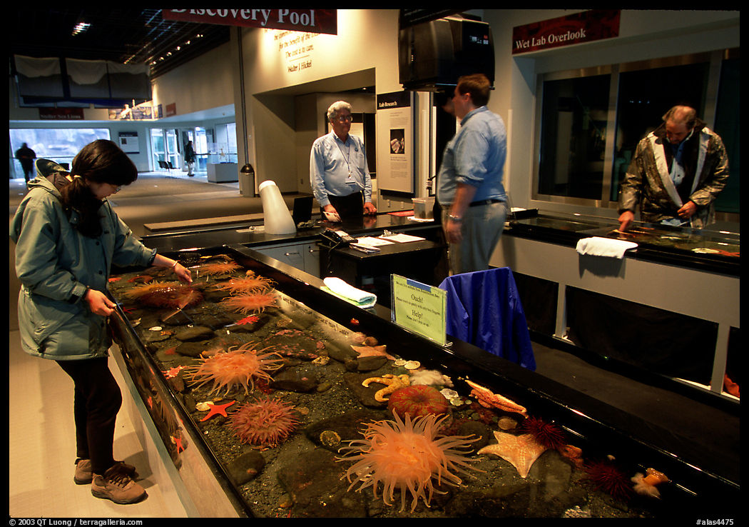Visitor checks tidepool exhibit, Alaska Sealife center. Seward, Kenai Peninsula, Alaska, USA