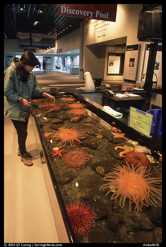 Visitor checks tidepool exhibit, Alaska Sealife center. Seward, Kenai Peninsula, Alaska, USA