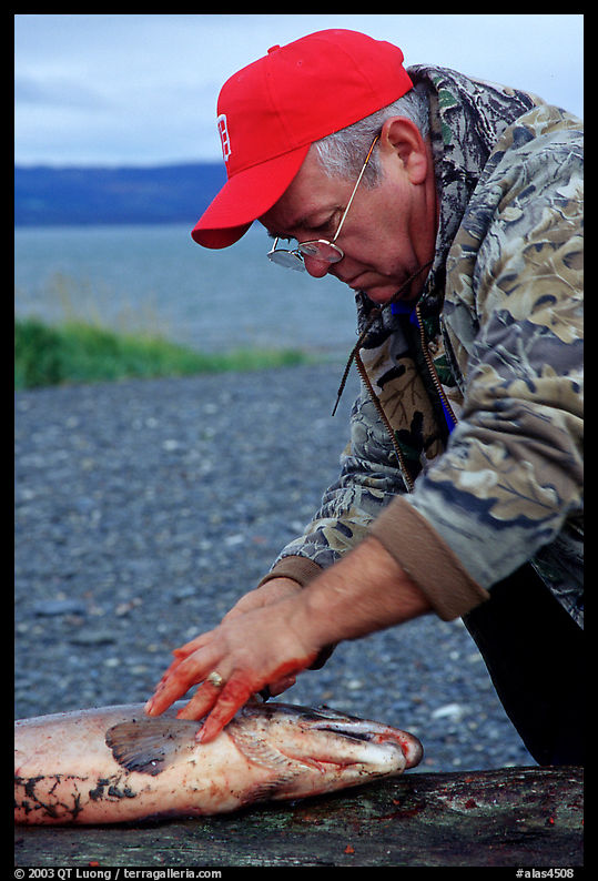 Fisherman preparing a salmon freshly caught in the Fishing Hole. Homer, Kenai Peninsula, Alaska, USA
