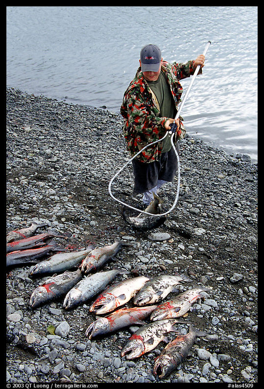 Fisherman laying out on shore salmon. Homer, Kenai Peninsula, Alaska, USA
