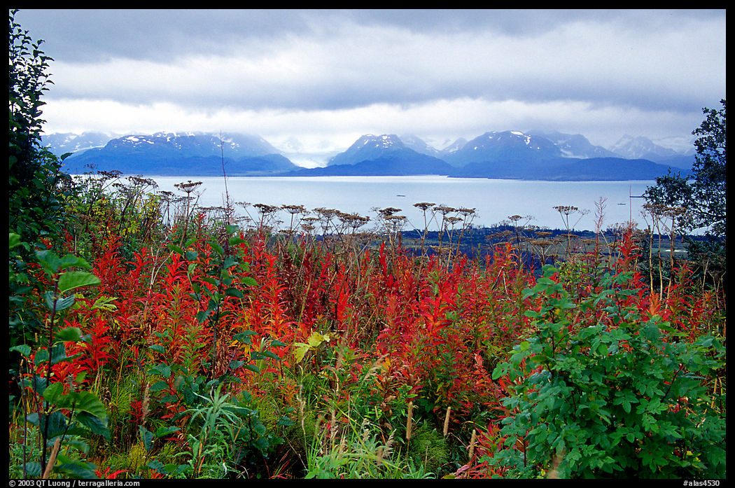 Ketchemak Bay and Kenai Mountains with a foreground of autunm grasses. Homer, Kenai Peninsula, Alaska, USA