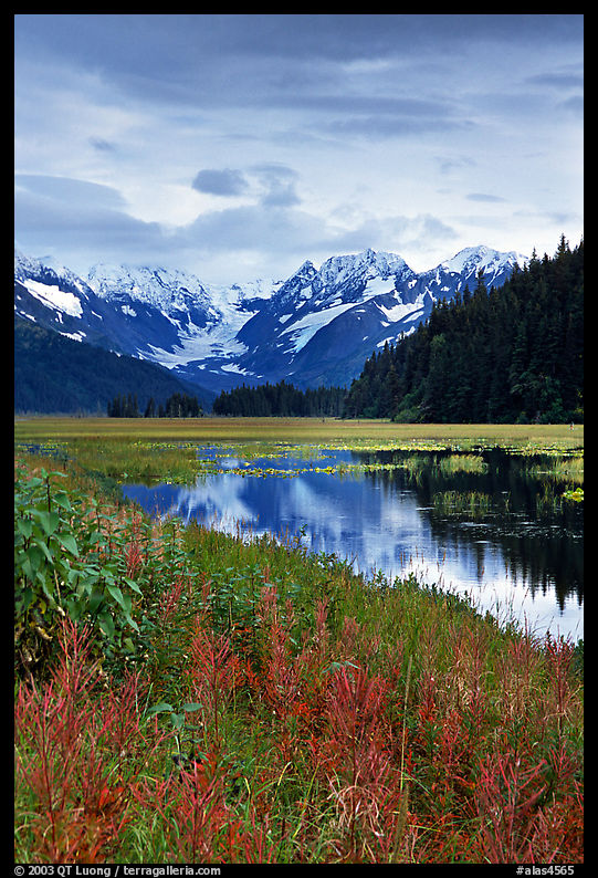 Autumn grasses and mountains reflected in a pond near Portage. Seward Highway, Kenai Peninsula, Alaska, USA