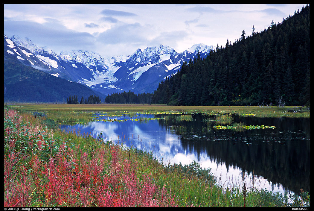 Autumn grasses Mountains reflected in a pond near Portage. Seward Highway, Kenai Peninsula, Alaska, USA