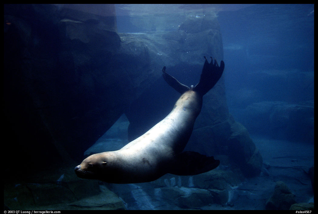 Northern Sea Lion, Alaska Sealife center. Seward, Kenai Peninsula, Alaska, USA