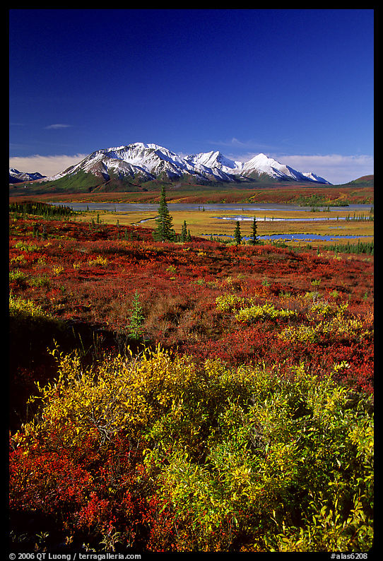 Tundra in fall colors and snow covered peaks. Denali Highway, Central Alaska, USA