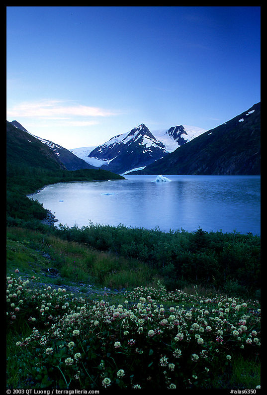 Wildflowers and Portage Lake at dusk. Alaska, USA