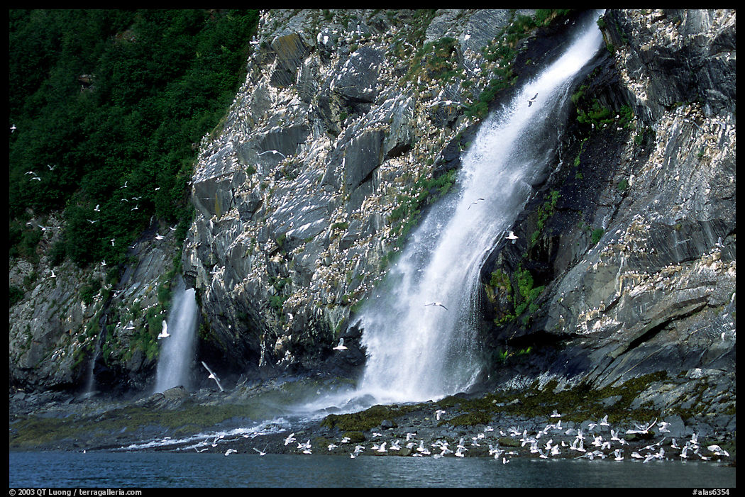 Waterfall and Seabirds. Prince William Sound, Alaska, USA