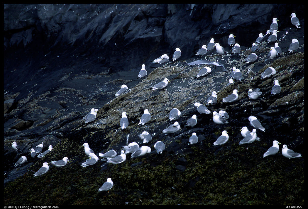 Seabirds on rock. Prince William Sound, Alaska, USA