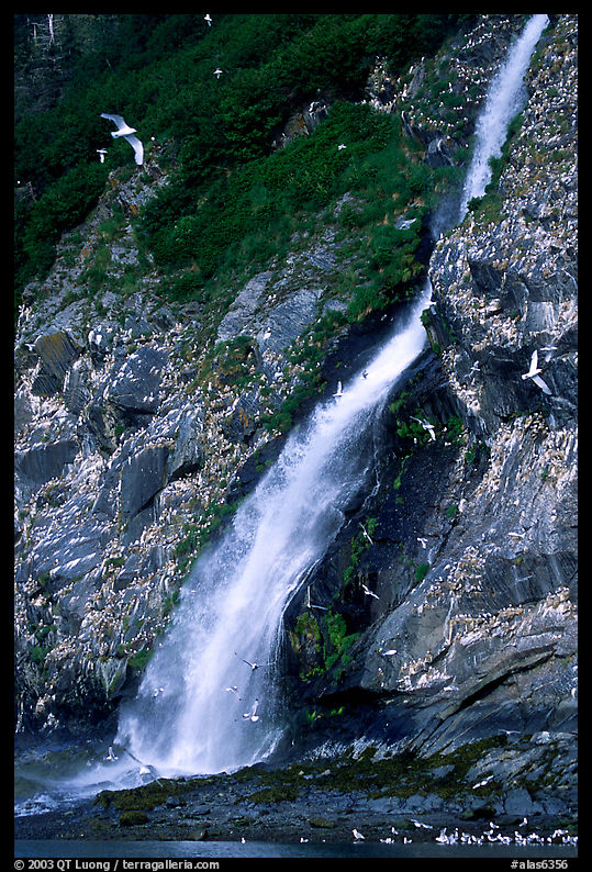Waterfall and Seabirds. Prince William Sound, Alaska, USA