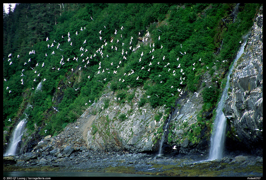 Waterfalls and Seabirds. Prince William Sound, Alaska, USA