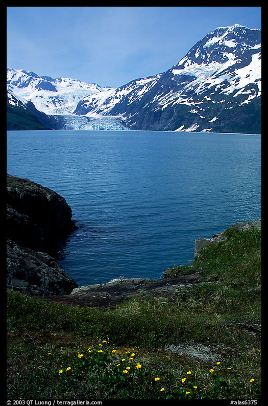 Lupine, mountains, and glaciers across Harriman Fjord. Prince William Sound, Alaska, USA