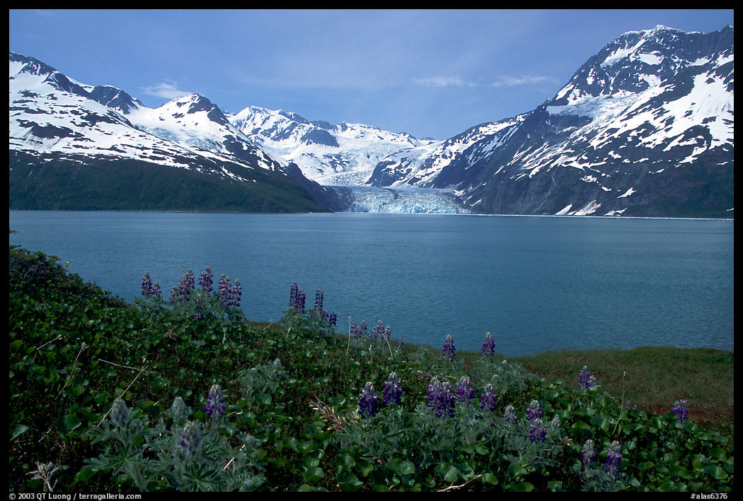 Lupine, mountains, and glaciers across Harriman Fjord. Prince William Sound, Alaska, USA