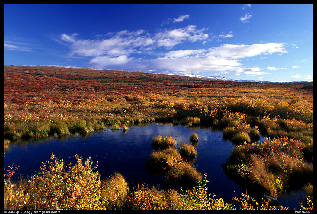 Tundra in autum colors and pond. Denali Highway, Central Alaska, USA