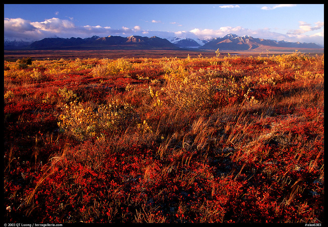 Tundra and mountains at sunset. Denali Highway, Central Alaska, USA