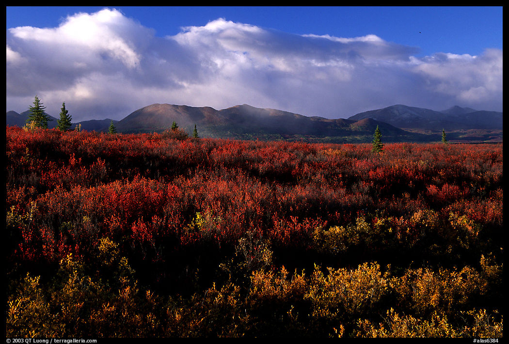 Tundra in fall colors  and mountains at sunset. Denali Highway, Central Alaska, USA