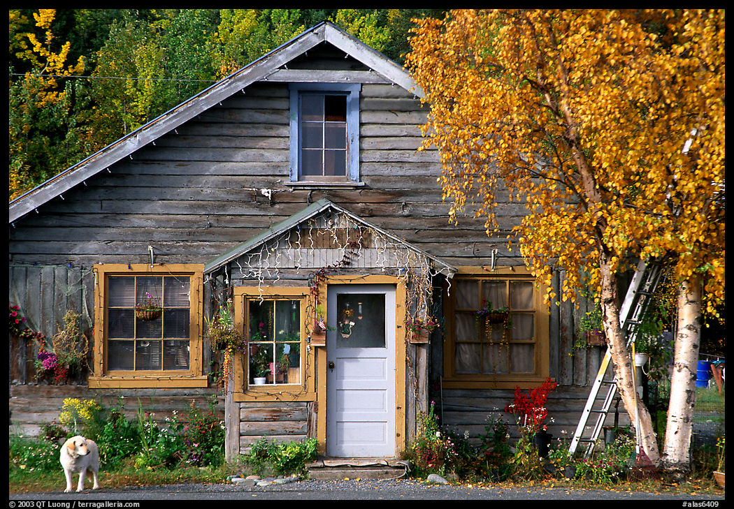 Dog in front of house in Copper Center. Alaska, USA