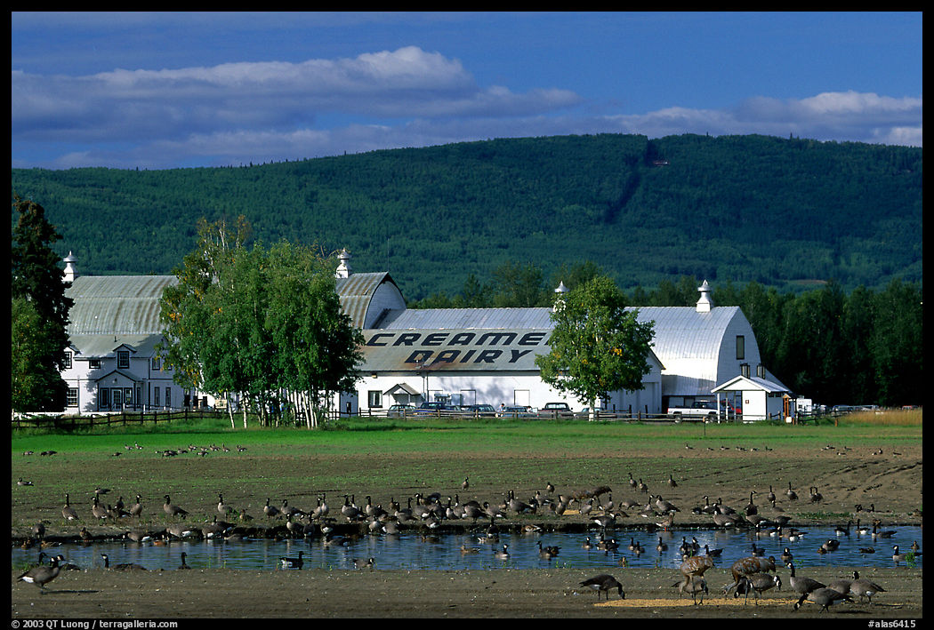 Migrating birds at Creamer's field. Alaska, USA