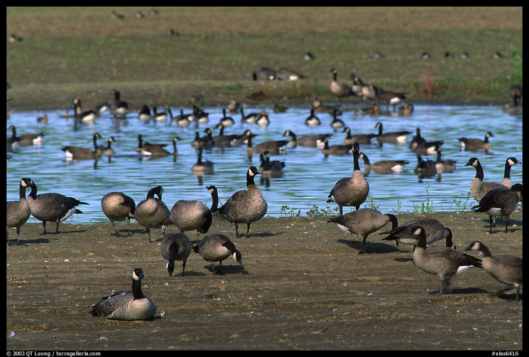 Migrating birds at Creamer's field. Alaska, USA