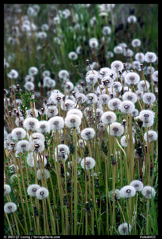 Dandelion seeds. Glenn Highway, Central Alaska, USA