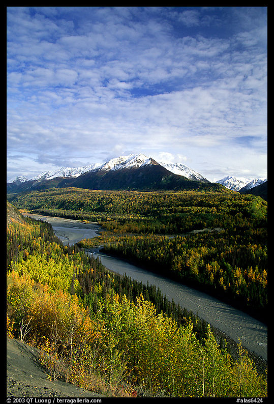 Autumn Aspens and Chugach range, late afternoon. Glenn Highway, Central Alaska, USA