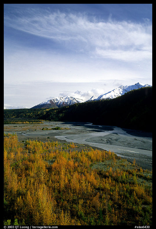 Aspens in fall colors,  Chugach mountains, winding river. Glenn Highway, Central Alaska, USA
